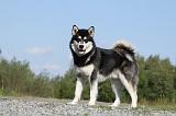 ALASKAN MALAMUTE 396